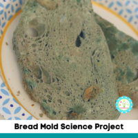 n addition to just being a classic experiment, the bread mold experiment also makes a wonderful gross science experiment or Halloween science experiment!