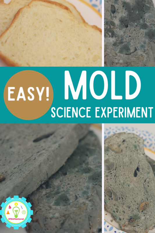 The bread mold experiment is a classic science fair project for elementary that every kid should try! It's so easy and can be done in just a few days.