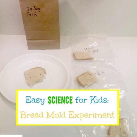 Looking for an easy science experiment with dramatic results? The bread mold experiment requires few supplies and is easy for kids of all ages!