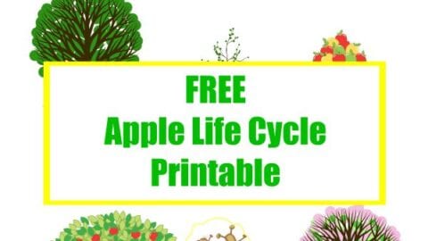 apple tree life cycle printable