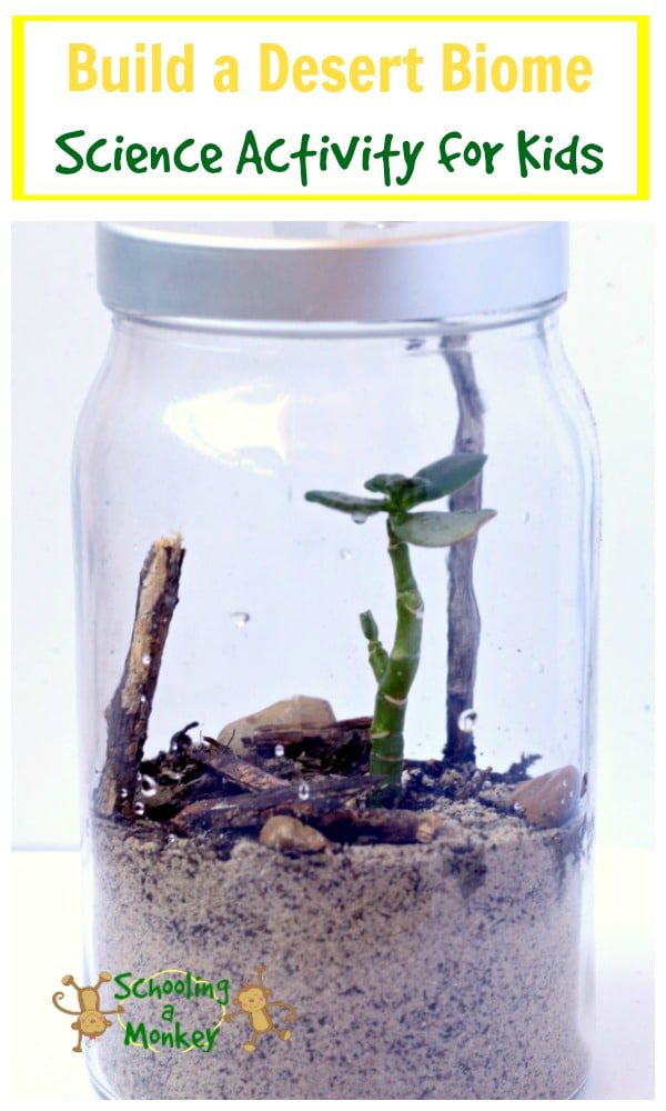 Learning about biomes? This fun science activity shows you how to build a desert biome in a jar! Perfect for classrooms or homeschool!