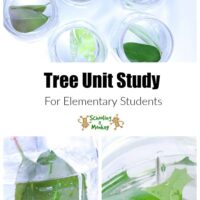 Learning about trees? This tree unit study is designed to help elementary students learn everything they need to know about trees and photosynthesis!