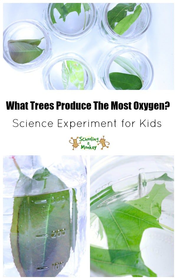 How do trees make oxygen? Learn which trees produce the most oxygen in this no-prep tree science experiment!
