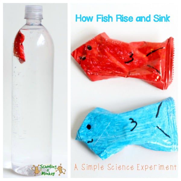 Have you ever wondered how fish swim in the water? This diving fish science experiment shows children just how fish are able to move through the water.