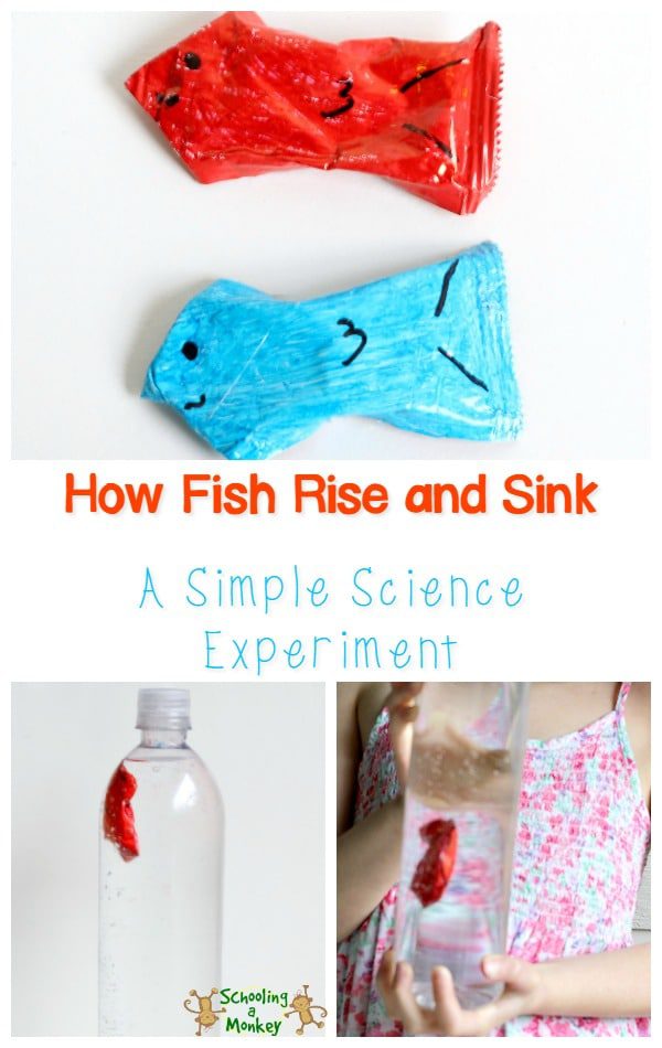 Have you ever wondered how fish swim in the water? This cartesian diver experiment shows children just how fish are able to move through the water. #summmeractivities #scienceforkids #scienceexperiments #summerlearning