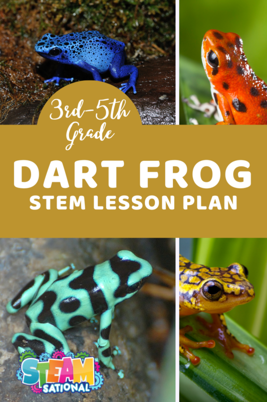 Easy poison dart frog craft! Learn poison dart frog facts and how to make a poison dart frog out of clay in this dart frog lesson plan for elementary.