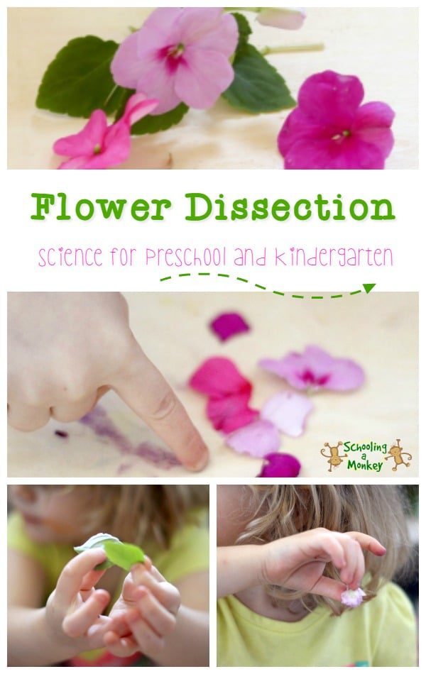 This simple science activity encourages scientific exploration during flower dissection. A fun STEM activity for preschool and kindergarten!