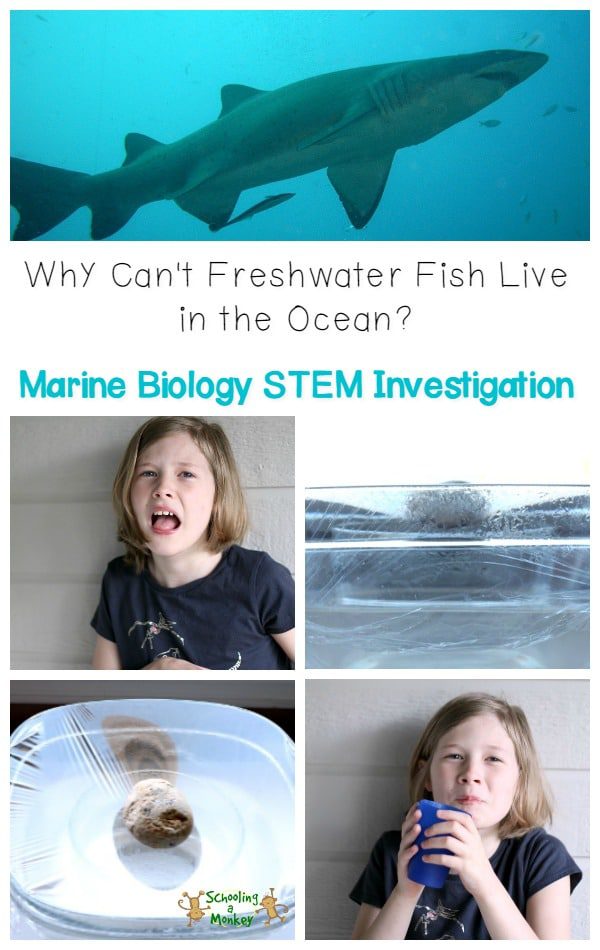 In this water science for kids activity, we investigated how saltwater fish survive in the ocean and made our own water distiller and desalinized saltwater.