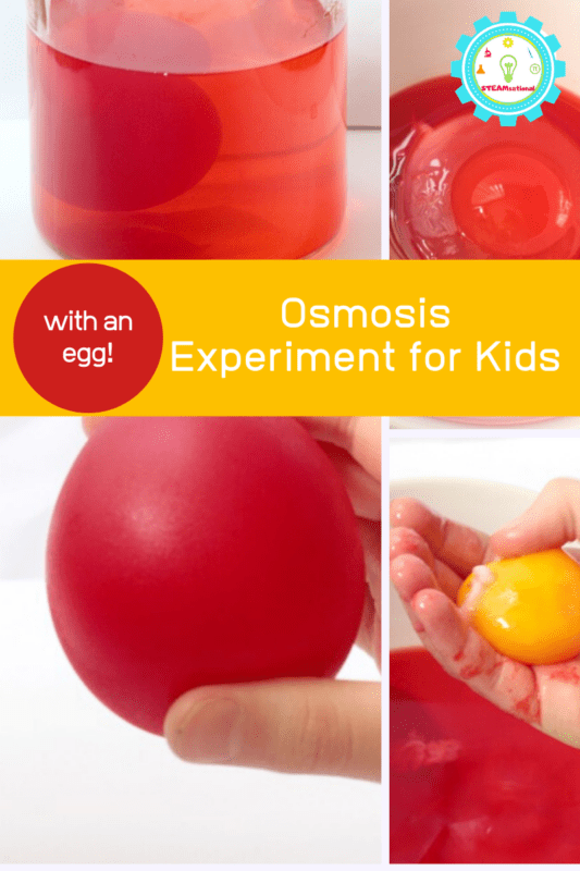 Osmosis Experiment for Kids