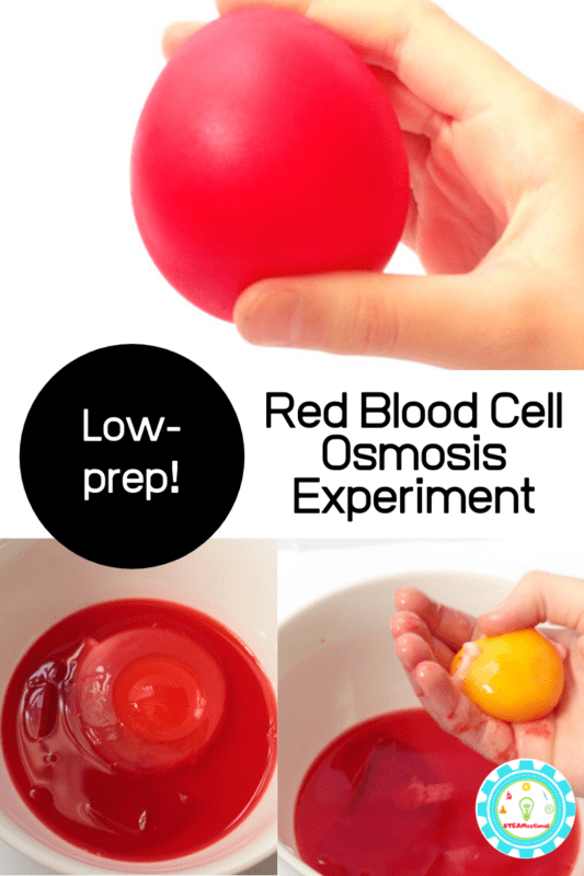 Easy osmosis experiment for kids that will make a fun science fair project! Learn all about cell membranes and how osmosis works!