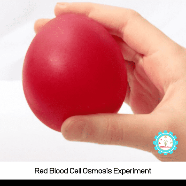 The inspiration behind this osmosis experiment for kids is a mix between the classic naked egg experiment and a demonstration of a cell membrane lab.