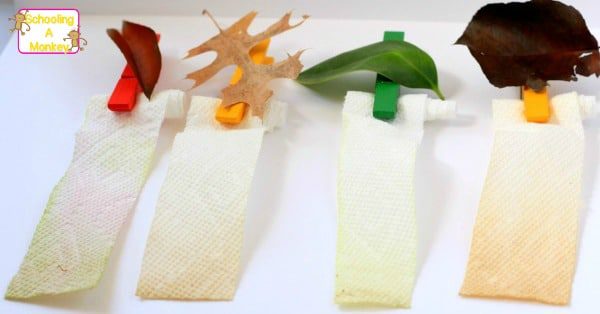 This leaf chromatography STEM activity shows just how many hidden colors there are in fall leaves! Your kids will have a blast with this one!