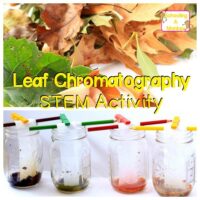 This leaf chromatography STEM activity shows just how many hidden colors there are in fall leaves! Your kids will have a blast with this one!