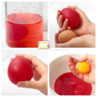 Bouncy Egg: Cool Science Experiment for Kids | Mombrite in 