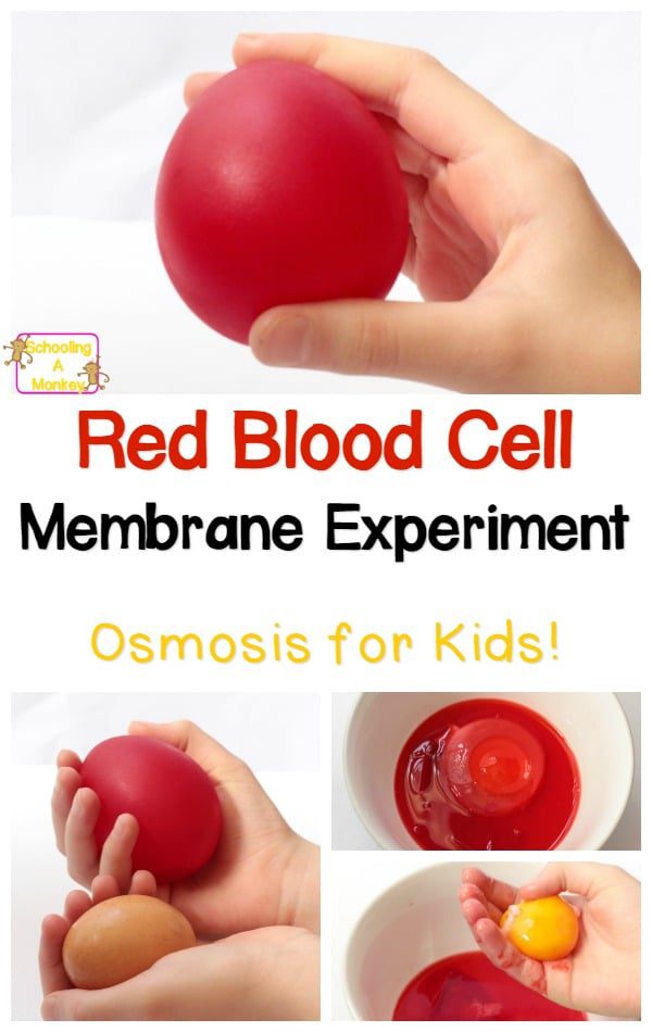 This twist on the classic naked egg science experiment illustrates the concept of osmosis for kids in a fun and surprising way.