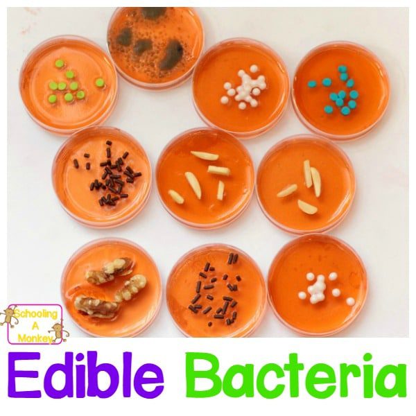 Edible Pitri Dish Bacteria: Bacteria You Won't Regret Eating!
