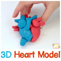 Celebrate the scientific side of Valentine's Day with this 3D DIY heart model that kids can build from modeling clay! You'll never look at hearts the same way again!