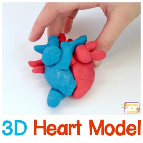 How to Make a 3D DIY Heart Model- Easy Step-by-Step Directions!