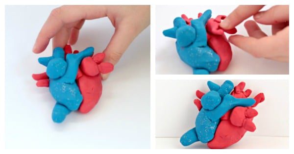 Celebrate the scientific side of Valentine's Day with this 3D DIY heart model that kids can build from modeling clay! You'll never look at hearts the same way again!