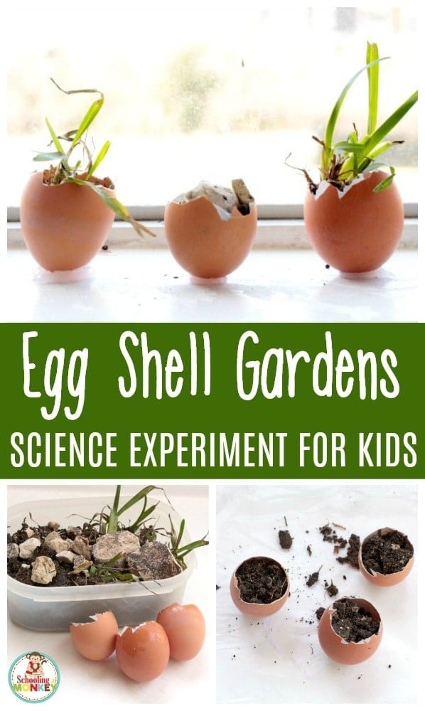 This spring, celebrate new life and growing things with the egg shell garden science experiment for kids! Your kids will love growing these tiny shell gardens. Learn how things grow with these egg shells gardens. #stemactivities #scienceexperiment #science #springactivities