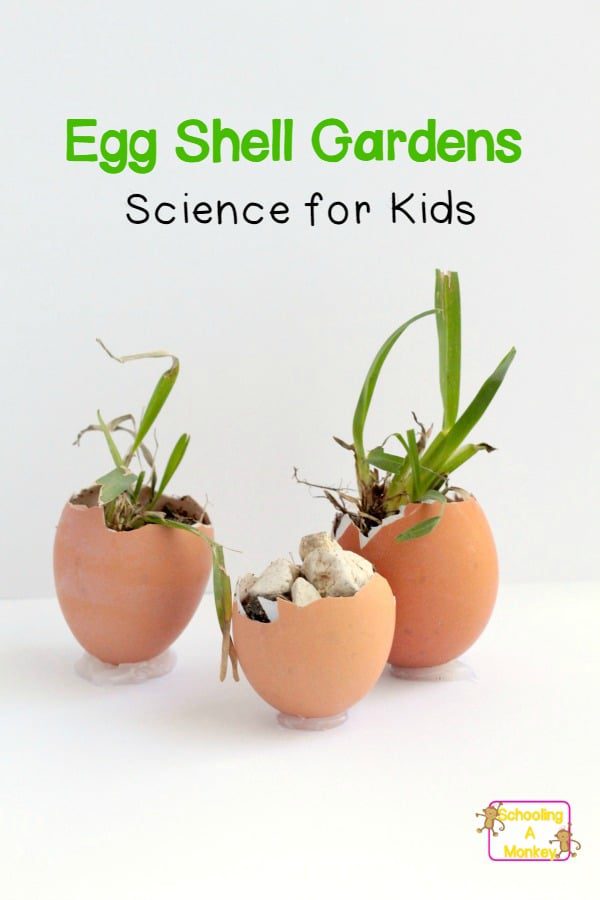 Growing seeds in eggshells is a fun science activity for kids! Learn how seeds grow by planting seedlings in egg shells!