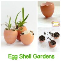 This spring, celebrate new life and growing things with the egg shell garden science activity for kids! Your kids will love growing these tiny gardens.