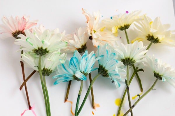 Learn about how plants drink water with capillary action in this super-fun rainbow color changing flowers experiment! Kids of all ages will love it!