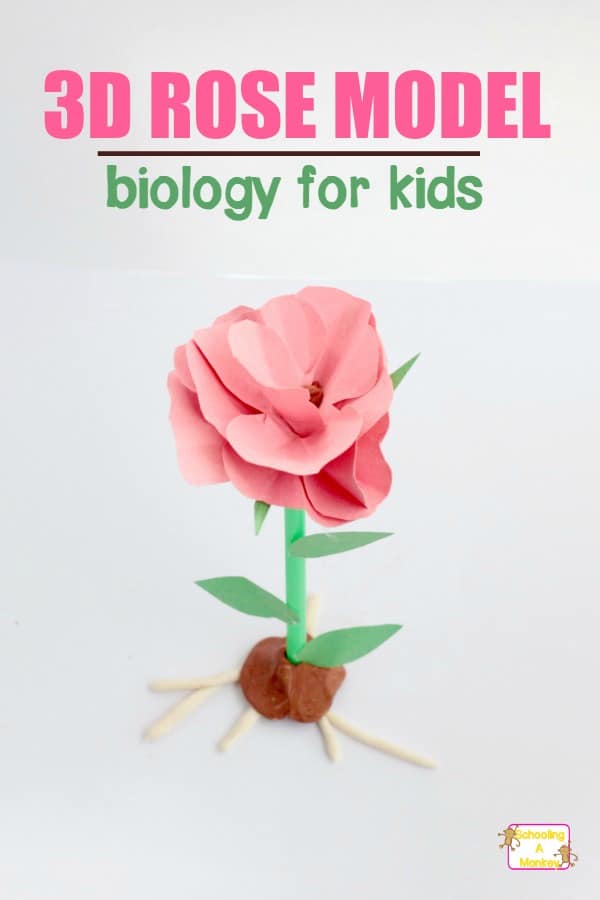How to make a 3D flower model with parts! The 3D Flower Model Science Project teaches kids everything about the parts of a rose.