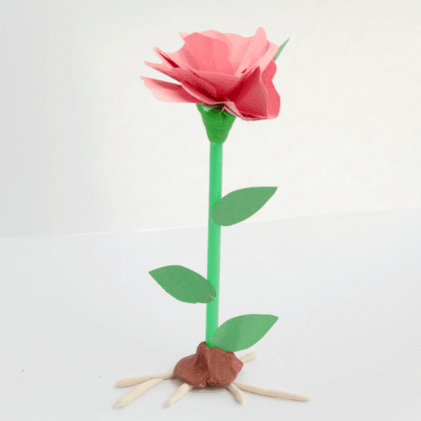 Learn about the parts of a flower with this 3D rose parts of a flower model. Kids will love this hands-on thematic unit about the biology of flowers. 