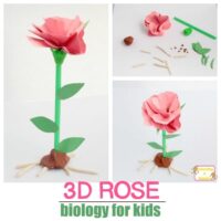 Learn about the parts of a flower with this 3D rose parts of a flower model. Kids will love this hands-on thematic unit about the biology of flowers.