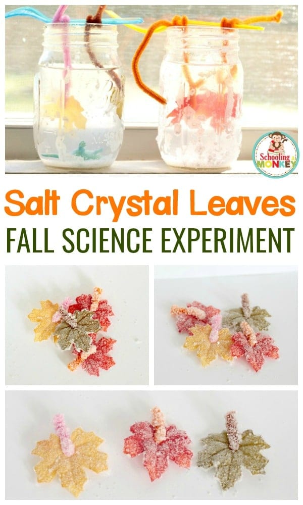 Fall science activities are all about leaves, acorns, and pumpkins. Learn about ionic bonds in this fun salt crystal leaves science experiment. 