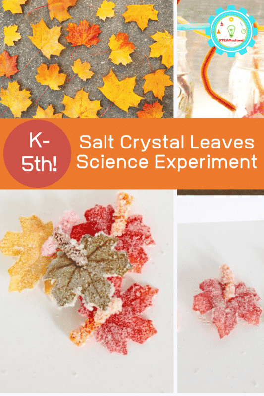 salt crystal leaves science experiment
