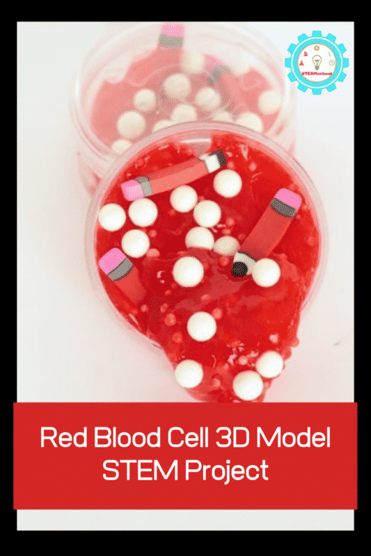 Red Blood Cell 3D Model STEM Project