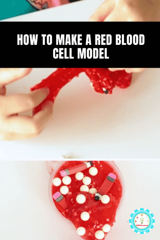 how to make a red blood cell model