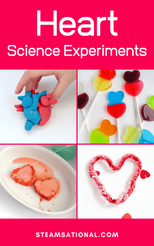 heart science experiments