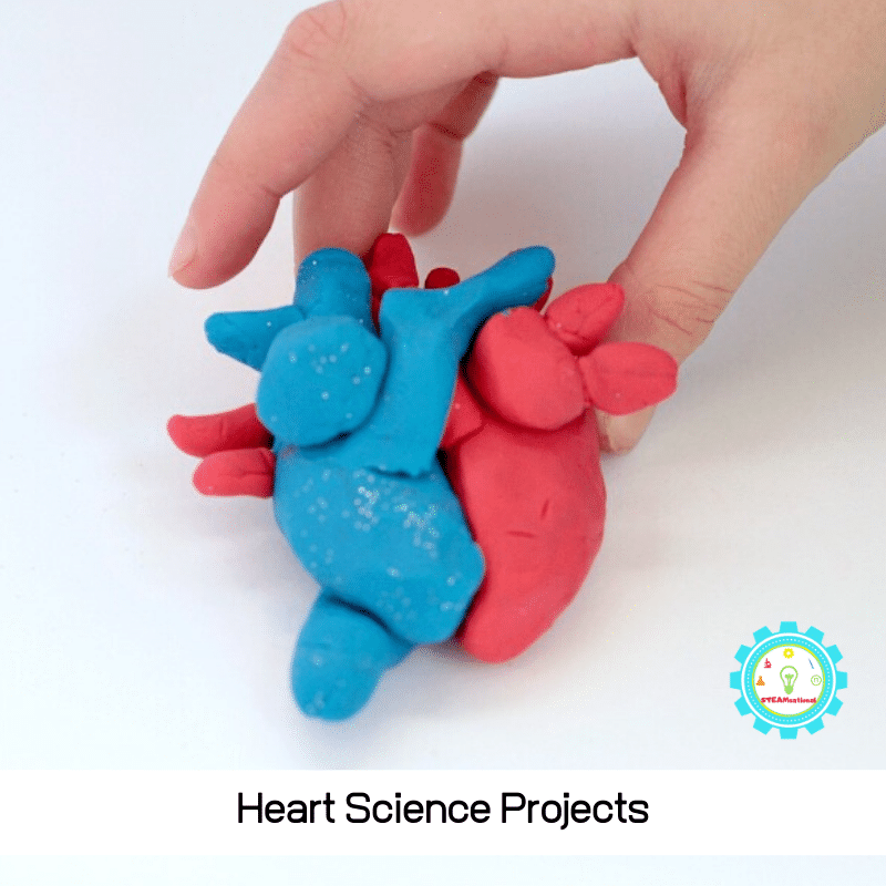 Learning about the heart or the circulatory system? These heart science projects will fit right in with any elementary or middle school science themes about the heart.