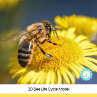 Bees are super pollinators and are beneficial for the world. Learn about bees in this 3D bee life cycle activity and craft for kids!