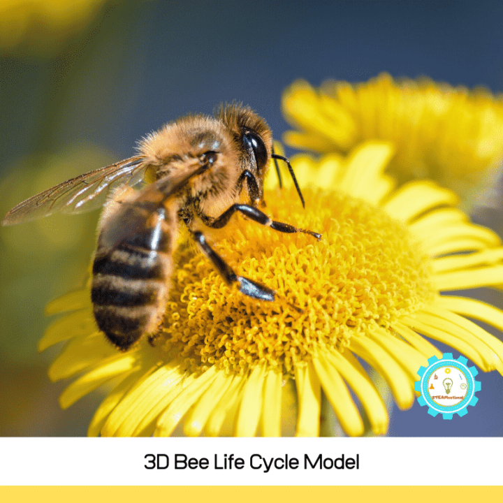 bee life cycle model
