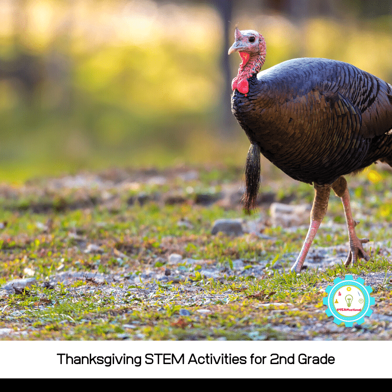 These Thanksgiving STEM activities for 2nd grade are uniquely suited for the likes and interests of 2nd grade students, or for 2nd-grade kiddos on Thanksgiving break.