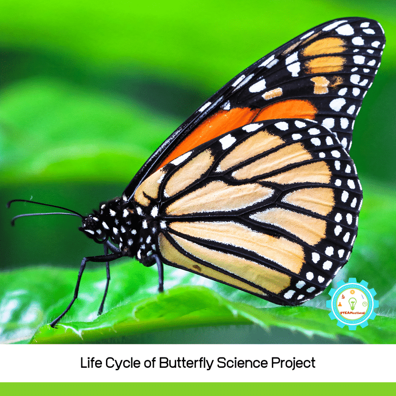 Try the butterfly life cycle science project and learn how the butterfly life cycle works! This lesson works well with any third-grade life cycle lesson and also aligns with NGS standards