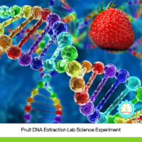 In this experiment, you are extracting DNA from fruit! It's a multi-step science experiment that you can use to explore what DNA strands look like up close.