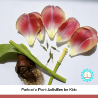 These plant biology experiments teach kids about the parts of a plant using STEM lessons!