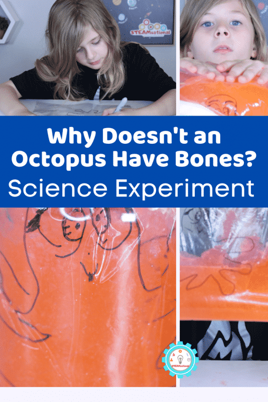 Find out why an octopus doesn't have any bones in this easy octopus science experiment!