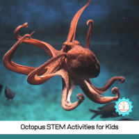 These octopus STEM experiments show kids how an octopus lives, acts, and looks!