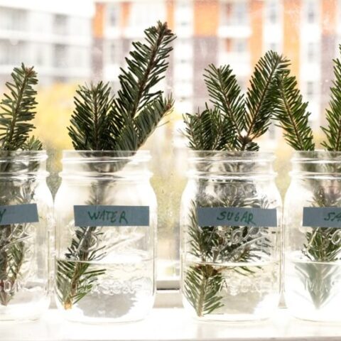 pine branch experiment 1