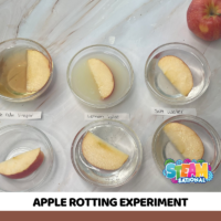 Easy apple rotting science experiment! Learn about the fascinating process of decomposition and its essential role in the life of plants
