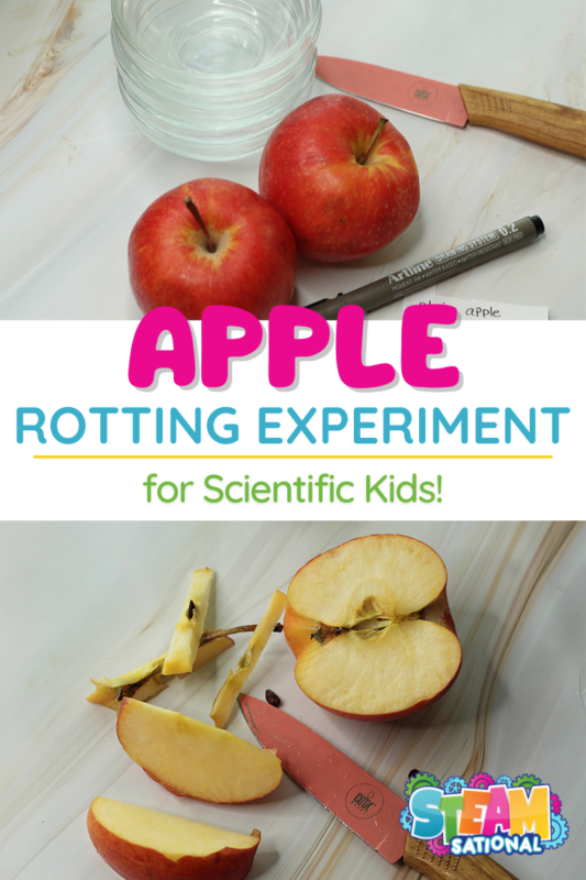 apple decomposition lesson plan that answers the question why apples turn brown! Explore why apples rot and celebrate the importance of this stage in the bigger picture of plant life.