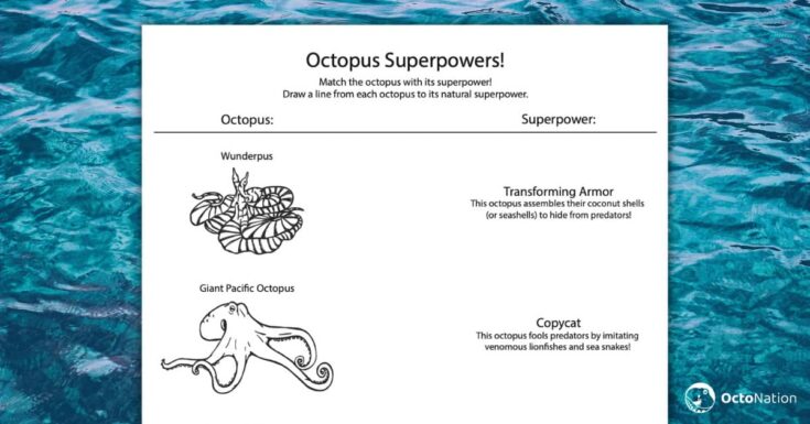 Octopus coloring book octonation