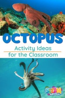 Science Lesson Octopuses 31+ Fun Educational Octopus Activities for Kids