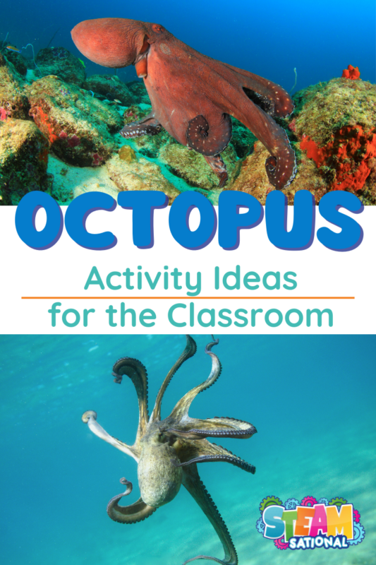  Ready for some fun octopus activities? Whether you’re looking for an octopus craft, game, or scientific exploration, our comprehensive list of octopus activities has something for everyone. Get started now and have a great time with these octopus activities!